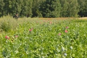 Світязькі пончики будуть без маку (Фото)