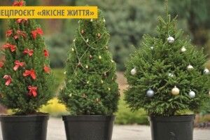 Як ялинки міняють на використані батарейки