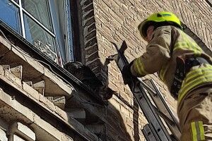 У Рівному з вікна багатоповерхівки рятували кота