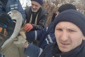 До Луцького зоопарку прибув квартирант, якого визволили з крижаного полону (фото)