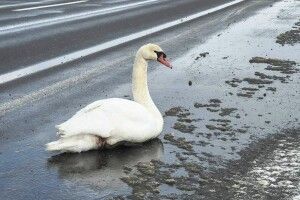 На Волині рятували того, хто не міг покликати на допомогу