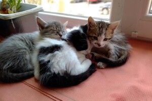 Лучанин пропонує охочим «звєруг», які «жеруть сільодку»