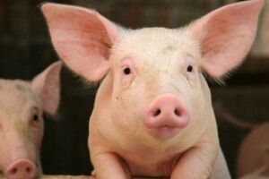 У Китаї будують багатоповерхівки для свиней
