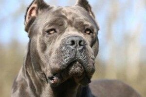 На Донеччині собаки загризли молодого чоловіка