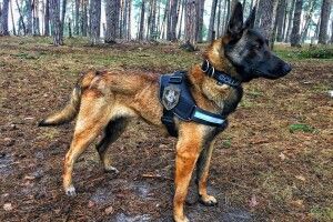 «Розуміємо один одного без слів»: як вівчарка Герда стала надійним «детективом» на волинському кордоні