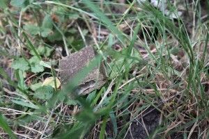 На Волині завершили імунізацію диких тварин від сказу
