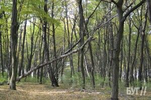У громаді на Волині вирішили, що робитимуть з поваленими деревами (Фото)