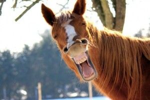 Біля Рівного помітили унікальні «Жигулі» з 1 кінською силою (Фото)