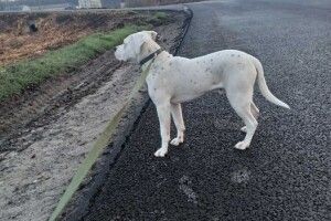 Заготівельник металобрухту та свинини поцупив аргентинського дога