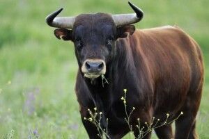 На Рівненщині знову виявили випадок сказу у домашнього бика 