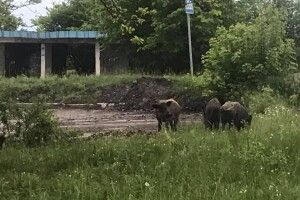 У селі на Волині біля зупинки паслися дикі кабани (Фотофакт)
