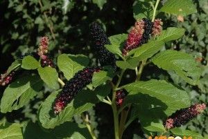 На Волині 2 -річна дитина отруїлася ягодами 