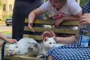 Парубка і трьох котів урятували бійці ДСНС під час пожежі в багатоповерхівці