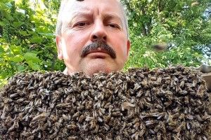 Волинський політик показав, як «голими руками» зловив рій бджіл (Фото, Відео)