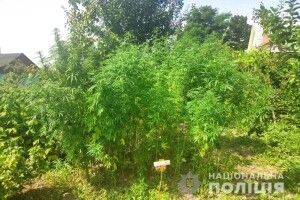 25-річний дубенчанин зайнявся коноплярством