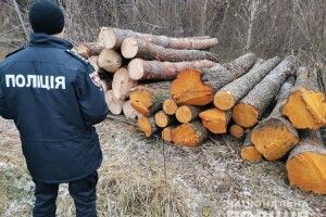 Волинська поліція стверджує, що в Нацпарку «Цуманська пуща» ударними темпами велася незаконна лісозаготівля (Відео)
