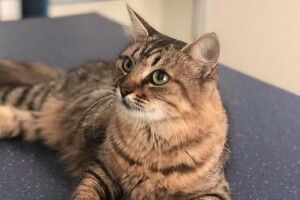 Зі скаженою кішкою з Рівного, яку оперували в Луцьку, контактувало як мінімум 9 осіб