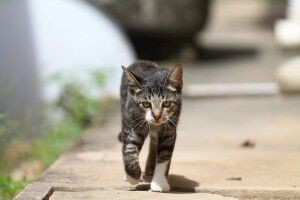 Луцькрада визнала безпритульних котів частиною екосистеми міста