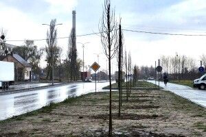 Зацвітуть вже наступного року: у Ковелі висадили липи поряд з новою дорогою