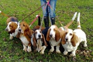 Волинянин підзаробляє вигулом псів – за годину просить 50 гривень