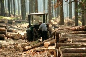 Україна — лідер незаконного постачання деревини до Європи