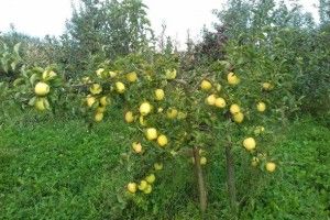 Садоводи тішаться шаленим врожаєм яблук і нарікають на низькі закупівельні ціни