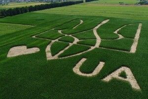 Видно з літаків: у полі з кукурудзи висіяли гігантський тризуб