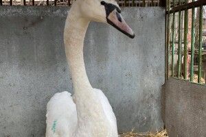 На озері під Луцьком підстрелили лебедя (Фото)