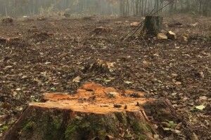 У нацпарку на Волині зрізали 640 дерев