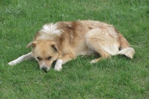 У Луцьку призупинили будівництво притулку для тварин