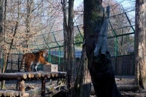Рівненські тигри і компанія чманіли від гілочок ялини та ганяли за мильними бульбашками (фото)