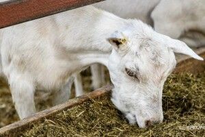 Зграю собак очолив… козлик (відео)