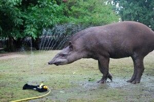 У Рівненському зоопарку облаштували «душову кабіну» для тапіра 