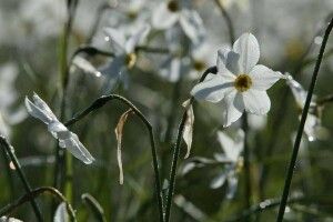 Долина нарцисів зацвіла на Закарпатті