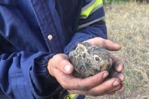 На Волині встановили, хто підпалив 21 дерево