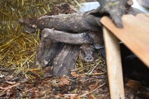 У Луцькому зоопарку з'явилася червокнижна видра: просять допомогти збудувати вольєр для неї (Фото)