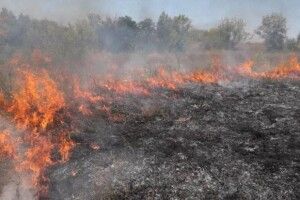 Внаслідок підпалу сухої трави вщент згоріли три автобуси