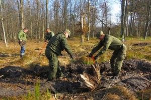 У Цуманській пущі додалося п'ять тисяч молоденьких дубочків