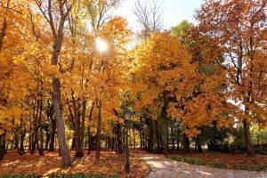 Яку погоду прогнозує в жовтні «мольфар» із Волині