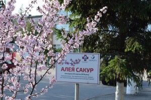 Алея сакур розквітла у Рівному (Фото)