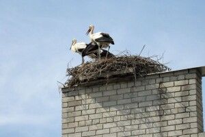 Лелеки оселилися на даху школи (Фото)