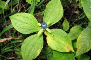 Волинян закликають бути пильними, аби не сплутати чорниці з воронячим оком