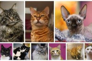 В Росії обиратимуть не лише Путіна, але й кота-президента