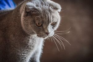 У Луцьку шукає своє котяче щастя киця-говоруха Мася-Масяня (Фото)