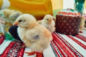 Не дочекалися Великодня: на пошті у центрі Луцька бігають курчата (Фото, відео)