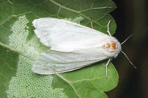 У Гощі знайшли незвичайного американського білого метелика