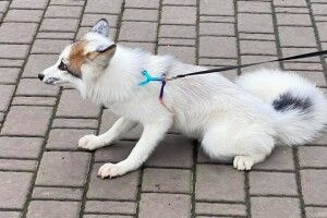 У Луцьку з'явилася біла лисичка з пухнастим хвостиком (Фото)