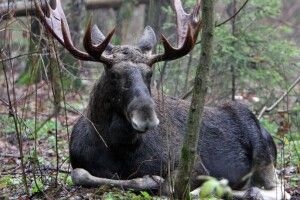 На Любешівщині за місяць браконьєри застрелили трьох лосів 