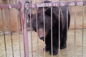 Приватний зоопарк організували на території бази відпочинку