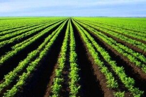 П’ята частина орних земель в Україні непродуктивні